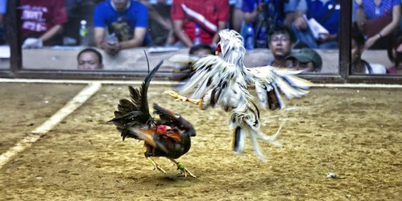 79king1 sòng bạc Đăng ký